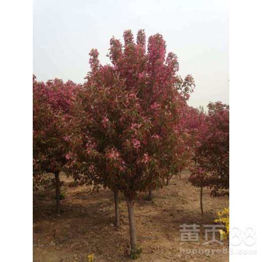 这海棠树嫩活多久？