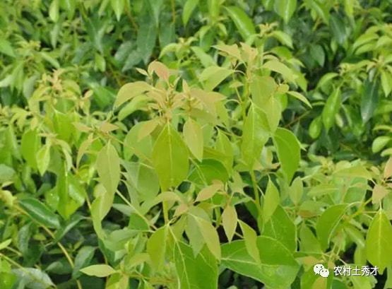 龙脑樟树苗价格揭秘：产地差异如何影响价格