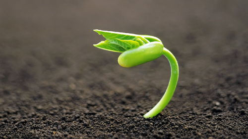 爬山虎种子炸裂的秘密