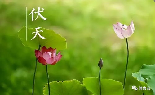 夏天高温天气，是fei常考验花卉和花友的时候