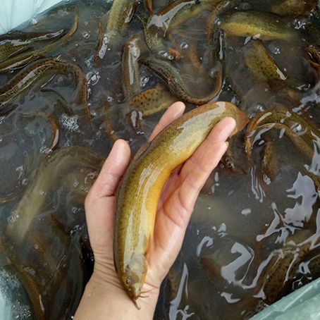 泥鳅高效养殖秘籍：种苗养殖技术要点全解析