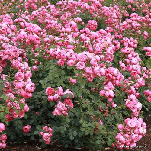 月季花的开花季节