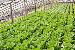 大棚蔬菜叶面肥应用现状