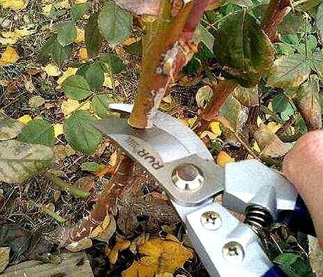 老根的修剪技巧