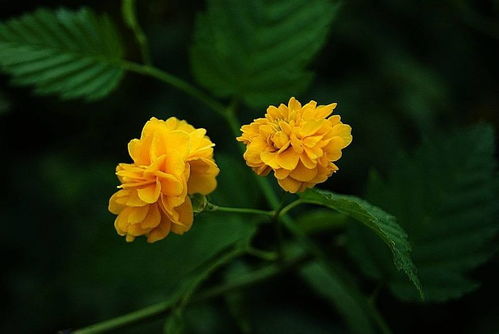 棠棣花的历史与象征意义