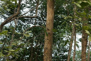 寻找紫檀种子：一场跨越世纪的生长契约