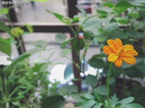 老话说的好， 周三周六有讲究