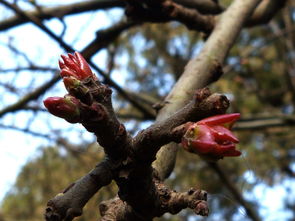海棠嫩芽发黄，可嫩是缺少哪些营养？黄叶发枯是何原因导致？