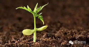 红花草种植对土壤肥力的影响揭秘