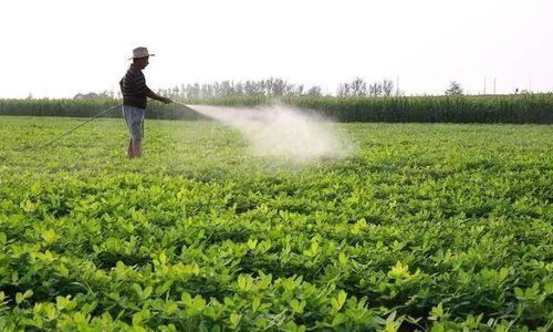 花生控旺分几次用多少药？