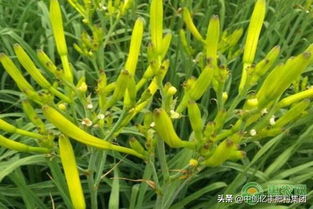 一、地黄花是个啥？