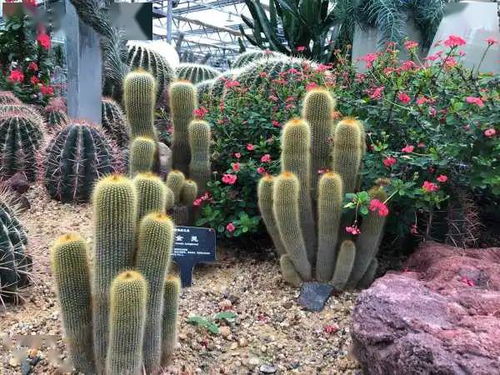 沙漠里的花，原来这么神奇！