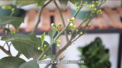 玉兰花的种植技巧中，如何避免玉兰花的病虫害发生
