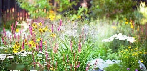 什么是立木蓄积量？揭秘林业术语中的秘密