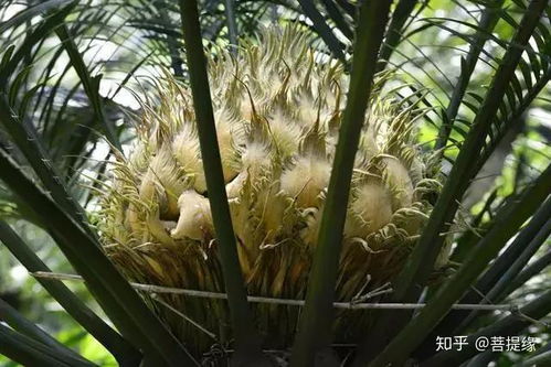 想看铁树开花？先来了解它多久开一次花