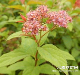 绣线菊的最佳修剪时间是什么时候？如何根据绣线菊的生长习性来修剪枝条以达到最佳效果