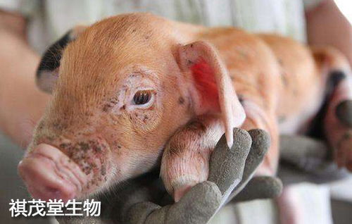如何应对12仔猪饲料价格暴涨，有哪些有效策略可以稳住养殖成本？