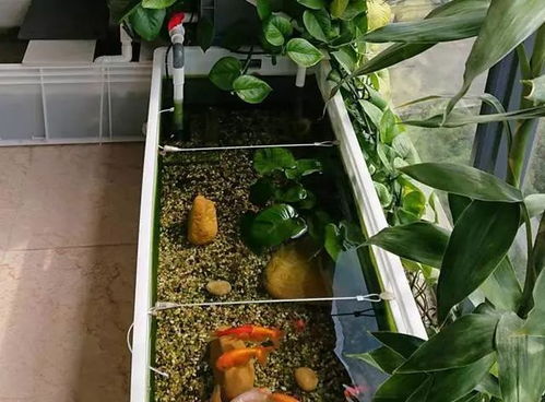 鱼缸里的绿萝，你养对了吗？