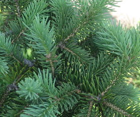 蜀桧树：这独特的针叶树究竟是谁？