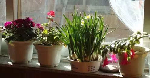 高温湿度的生死博弈， 这建兰是怎么过的