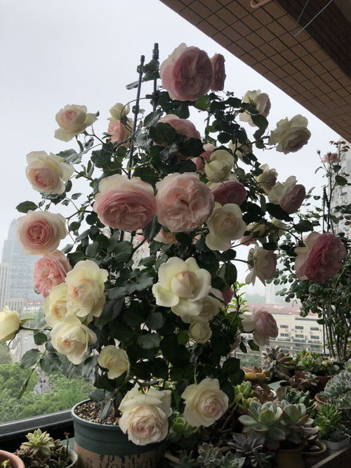 月季花语：爱情与美丽
