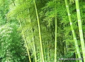 这种赤竹子除草剂真的只针对竹子根，不会对其他植物有影响吗？
