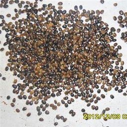 小心污染， 选择野生