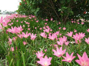 “花开坚强，花语传递力量
