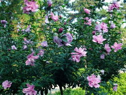 那些花期超长的花儿