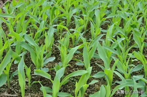 菌腈种衣剂， 多种选择