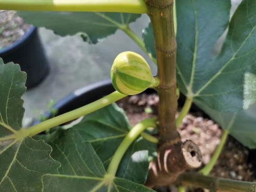 无花果修枝，如何让枝条繁茂又美观