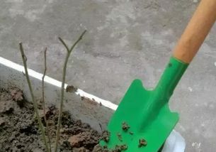 盆栽沙土坚硬，如何有效松土呢
