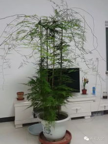 搭建支架：让文竹攀爬的舞台