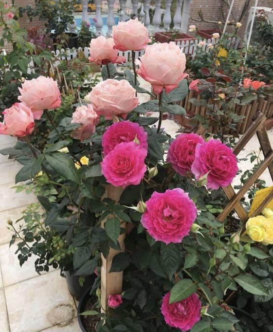 12月月季处于休眠状态，养护有讲究