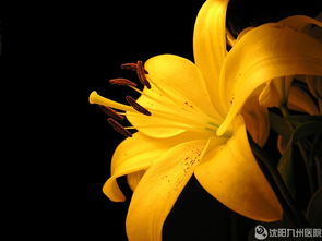 钱串子花图片美如画，价格如何