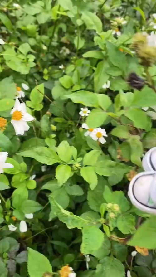 染后我们再来谈谈玫瑰花