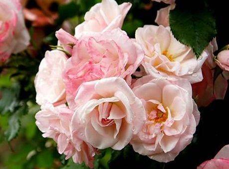 月季花中的小美女：藤本樱霞