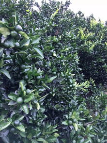 作物保护，环境友好