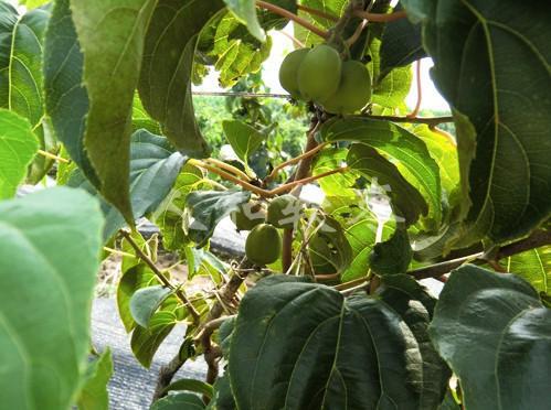 怎么分辨枇杷的好坏