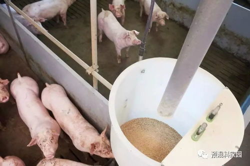 葡萄糖氧化酶在饲料中应用，小仔猪能否直接食用含葡萄糖的饲料？