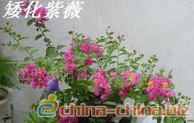 常见的绿化花种类大揭秘