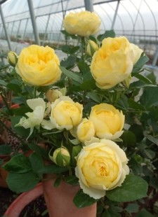 棒棒糖月季：花中勤劳的小蜜蜂