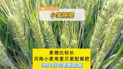 麦穗长出来后还Neng打药吗？