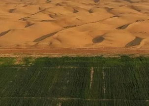 沙漠中的生命奇迹：草的生命力之谜