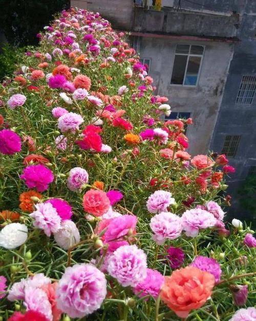 太阳花：向阳而生，花开不断