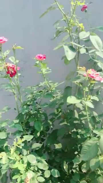 怎么养玫瑰？如何让玫瑰花开得更艳