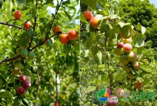 嫁接的品种：紫藤花的多样性