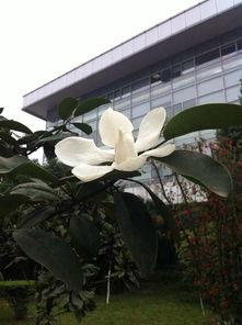 三月白色花揭秘