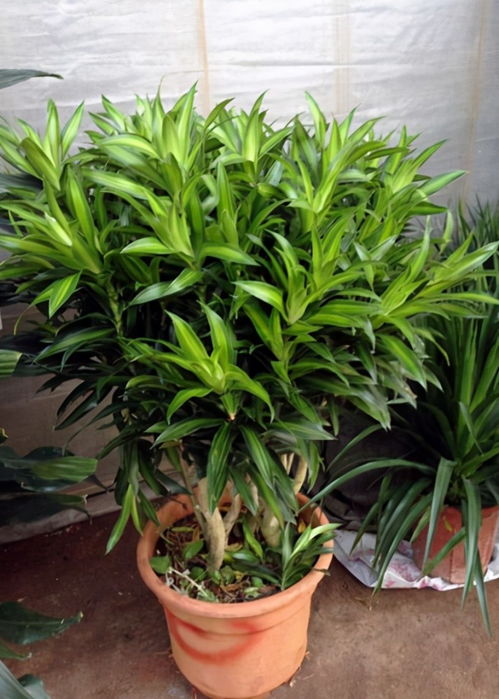 竹子的美好寓意