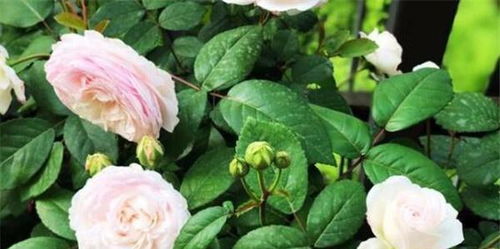 一起搞还是分开搞？这个还真行！